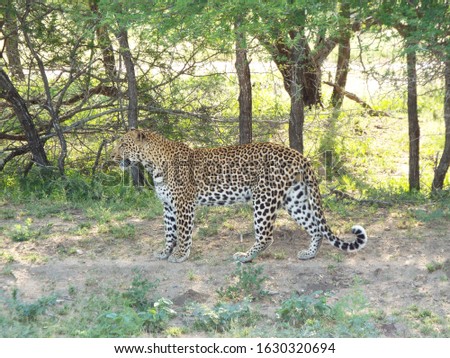 Male leopard teying to stalk an impala