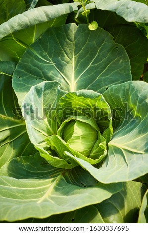 Close up picture of young organic cabbage, selective focus.