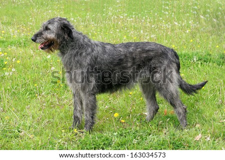 Gray Irish Wolfhound in a spring garden Royalty-Free Stock Photo #163034573