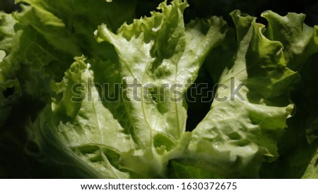 Picture of lettuce in the sun shining through the roof of the kitchen