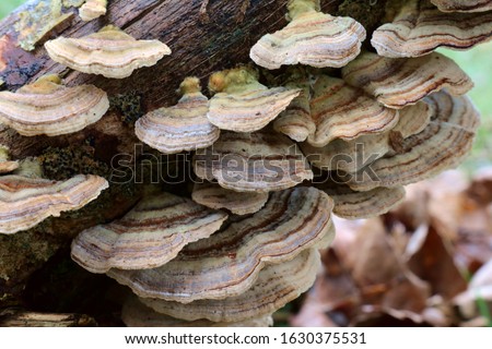 Large layers of Turkey Tail bracket fungus. Botanical name Trametes versicolor also known as Coriolus versicolor. 