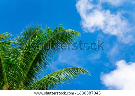 Green fresh bright coconut top palm leaves
Maldive island nature Lanscape with blue sky