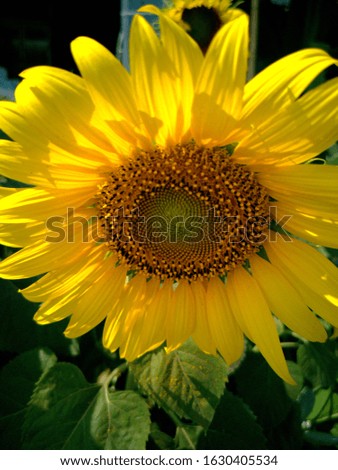 Find stock images Sunflowers in millions of illustrations and vectors around the world.


