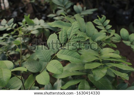 Green leaf in the garden