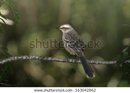 Chalk-browed mockingbird, Mimus saturninus, single bird on branch, Brazil