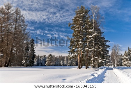 Winter forest with conifer trees and the well rolled path