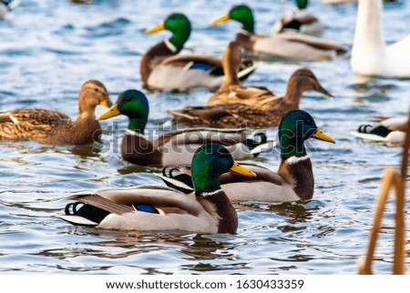 Picture of a Duck floak swim in water on sunny winter day, close up image
