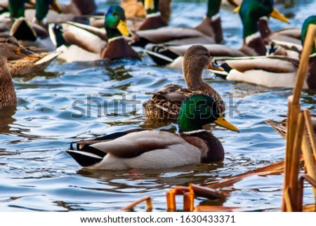 Picture of a duck couple swimming in water on sunny summer day. Close up image. Stock photo.