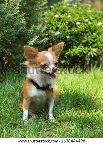 Chihuahua dog in the garden