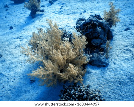 Dive view in Egyptian Red Sea at Shark Reef : Soft brocoli coral macro