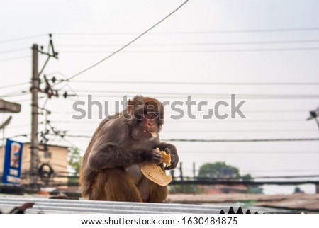 Picture of a monkey who stole a pancake and eats it on the house roof. Kathmandu, Nepal.