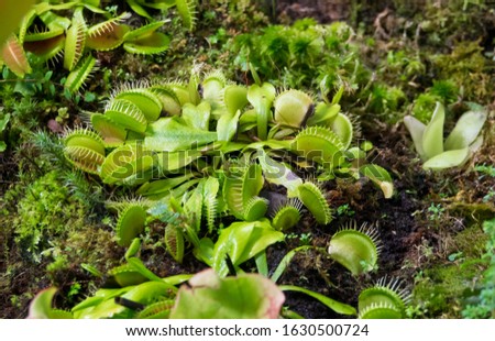 Close-up of Venus flytrap (Dionaea muscipula) is a carnivorous plant native to subtropical wetlands. It catches its prey—insects and arachnids—with a trapping structure formed of the plant's leaves.