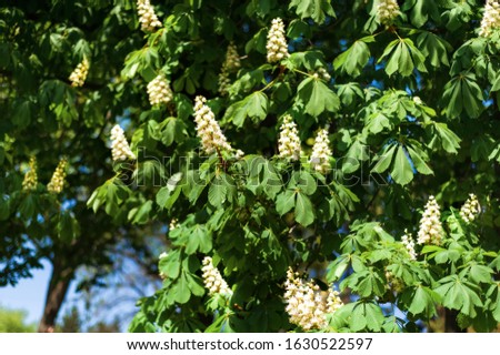 Horizontal picture of chestnut tree in spring with white flowers on it. Blooming chestnut - symbol of Kyiv, capital of Ukraine. Spring flowers reason of allergy. Bad time for allergic people