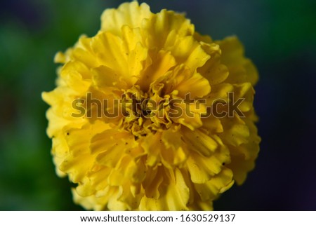 Close up beautiful yellow marigold flower petals blooming in the garden cute marigold flower stock photo.