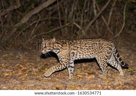 Ocelot (Leopardus pardalis) at night, Pantanal, Mato Grosso, Brazil Royalty-Free Stock Photo #1630534771