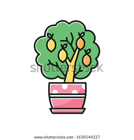 Miniature lemon tree RGB color icon. Potted evergreen citrus. Indoor plant with yellow fruit. Decorative fruiting houseplant. Natural home, office decor. Isolated vector illustration