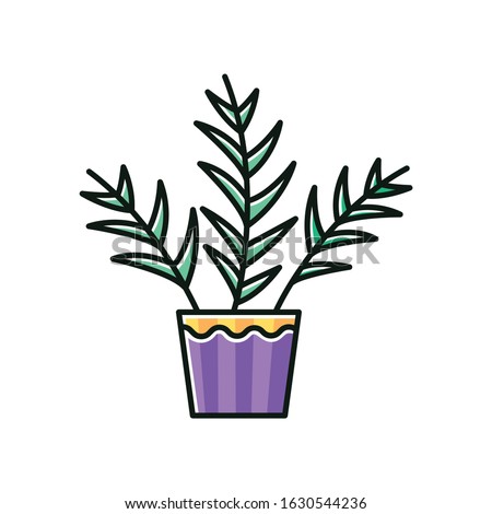 Parlor palm RGB color icon. Chamaedorea elegans. Neanthe bella palm. Majesty palm. Indoor tropical plant. Leafy decorative houseplant. Natural home, office decor. Isolated vector illustration