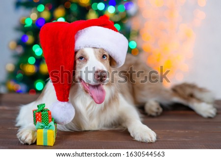 Border Collie dog lying on the background of Christmas lights in a Santa Claus hat and next to a gift