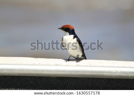 Swallow red head water bird 
