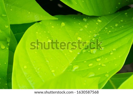 Picture of green leaves that are wet with water droplets from nature