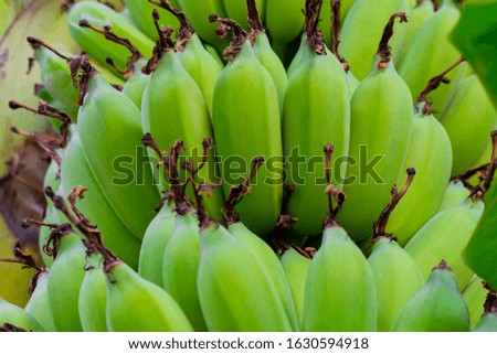 Picture of a cultivated banana from a banana tree. Naturally occurring