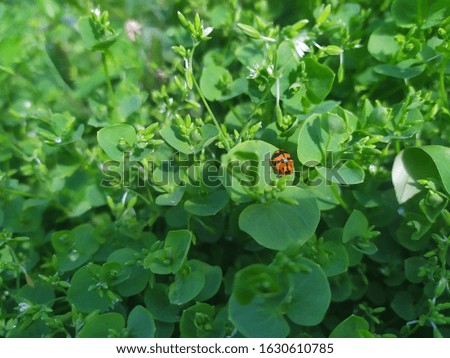 a photo of a beetle sunbathing on a green cedar leaf.
