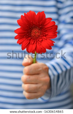 Male hand in a striped T-shirt with a red gerbera. Women's day concept. A man with a red flower. Blurred background