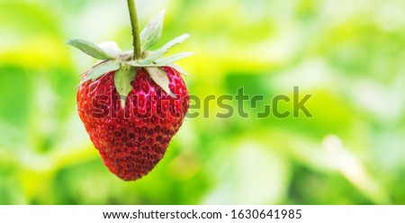 Red ripe tasty strawberries on green blurred background