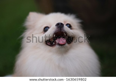 Small light brown Pomeranian dog looking up with smiling on soft focus background