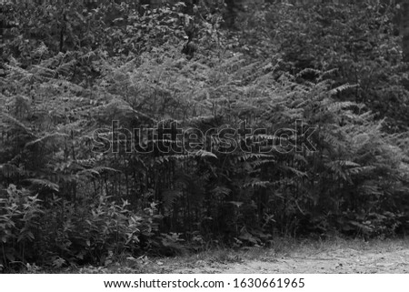 Black and White photo in forest