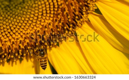 Bee collects nectar from a sunflower