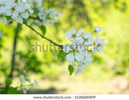 Beautiful blossom flowers on pear tree in early spring on sunny day. Selective focus