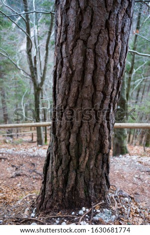 Tree bark of Triglav National Park in slovenia