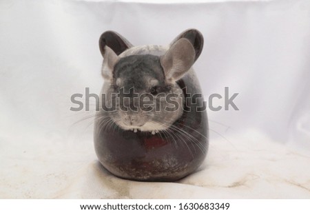   gray chinchilla is washing in a ceramic bath house, selective focus                                   