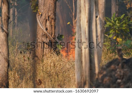 Forest fires in Cambodia January 2020