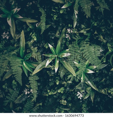 Exotic Dark green hawaiian leaves, philodendron tropical foliage plant growing in wild on white background with clipping path concept for flat lay summer greenery leaf texture rainforest floral