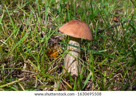 A beautiful noble mushroom in a grassy glade.