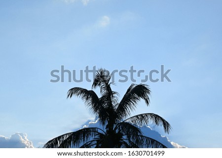 coconut tree on the beach with sun light on clear blue sky, silhouette photography