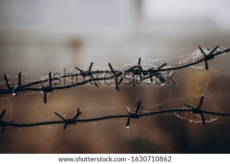barbed wire in a spider web with raindrops, wet weather, fog. selective focus, film and grain photo