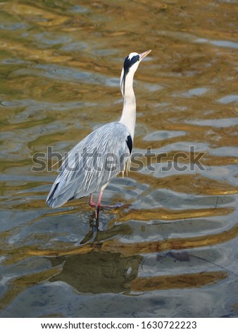 The Heron is an aquatic birds with long legs, long neck, and long slender beak. Herons are carnivores. They mainly eat fish.