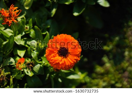 Calendula Officinalis English Marigold Close up of flower