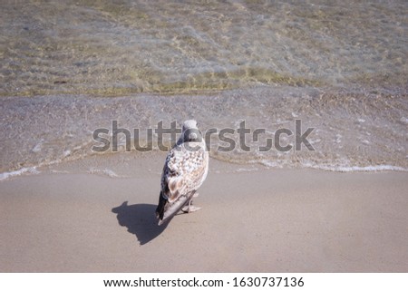 Sea gull on the beach. A Seagull stands in the water and the waves on the sand