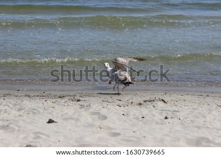 Sea gull on the beach. A Seagull stands in the water and the waves on the sand