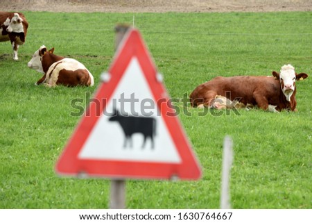 Several cows lie on a pasture, in front of it the traffic sign "animals"