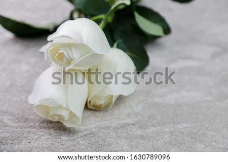 white roses with long buds lie on the table