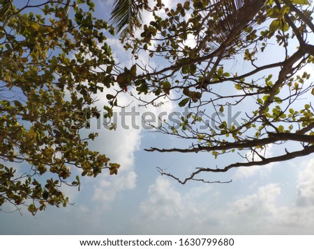 The image of branches and leaves in the sky