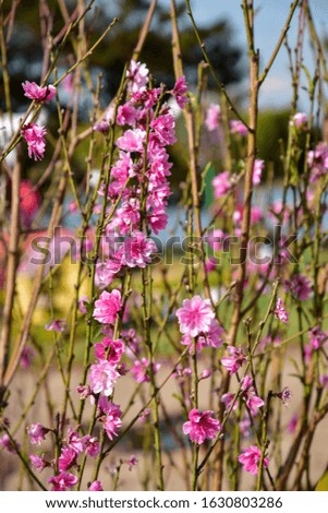 background with radiant apricot blossom and cherry flower in spring