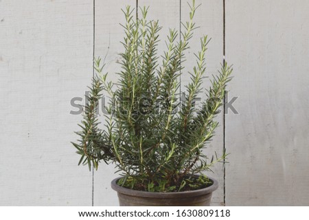 Organic rosemary bush plant in a plastic pot, selective focused picture of aromatic or scented kitchen herb, the rosemary is usually used in the western food cooking like steak, soup, and other foods