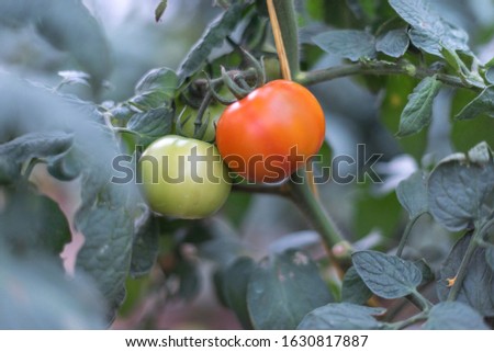 Close up picture of healthy, tasty and fresh green and red tomatoes in a farm