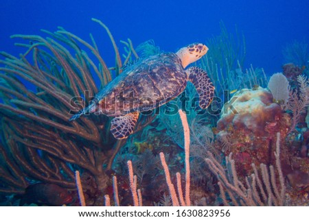 Sea turtle swimming through healthy coral reef in blue ocean